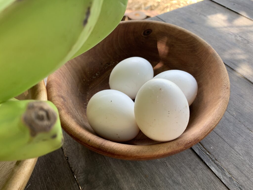 ovos